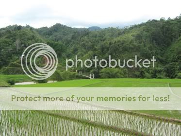 salubungin ricefield