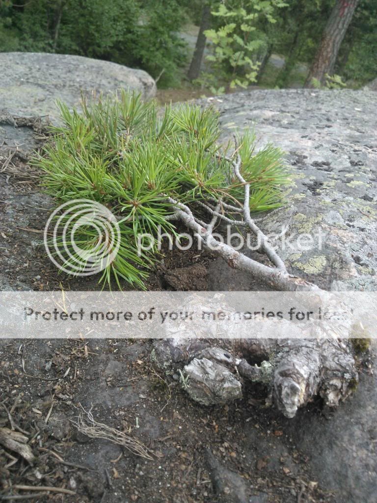 http://i890.photobucket.com/albums/ac102/pecksi/WP_000599.jpg