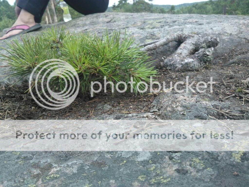 http://i890.photobucket.com/albums/ac102/pecksi/WP_000600.jpg