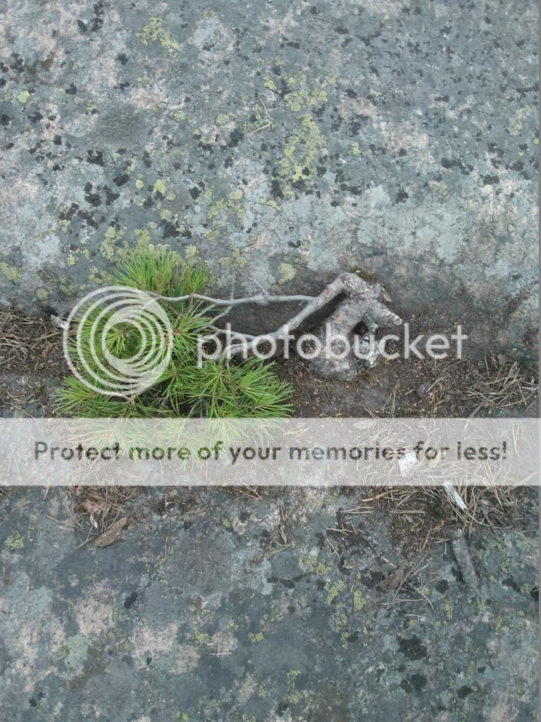 http://i890.photobucket.com/albums/ac102/pecksi/WP_000602.jpg