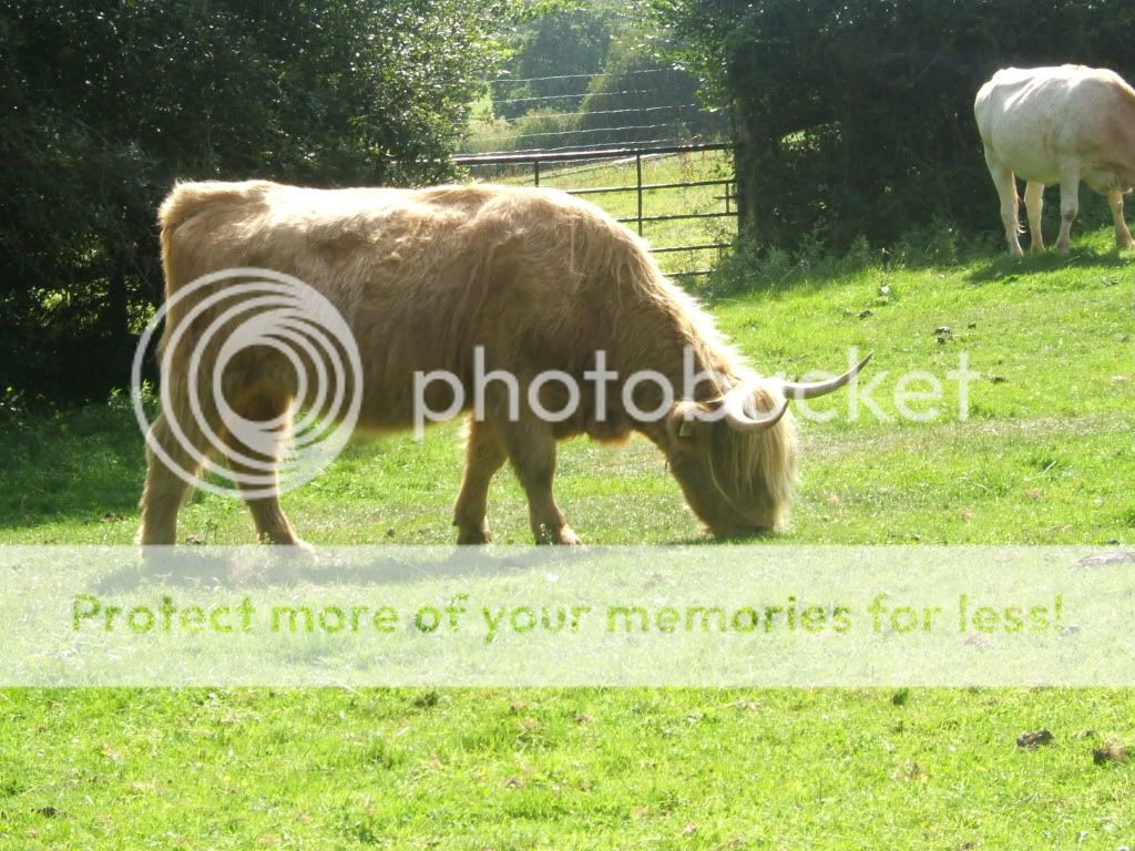 highland cow