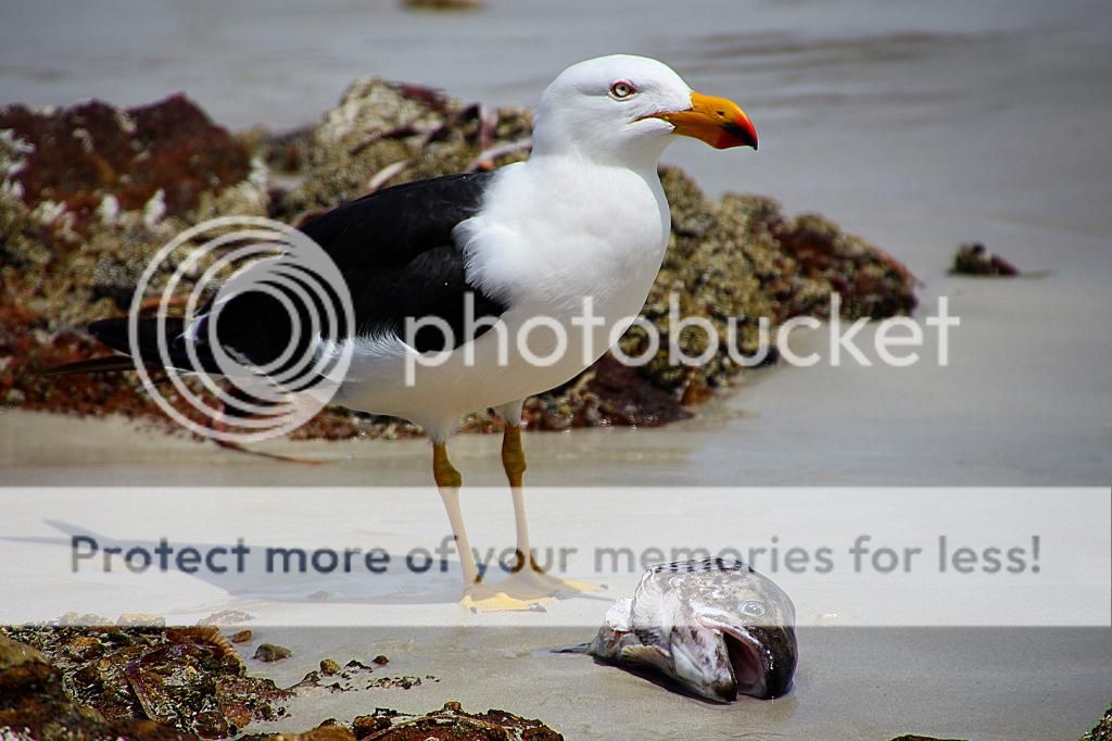 IMAGE: http://i890.photobucket.com/albums/ac109/newmanandy/IMG_0201-1_zps81fa2778.jpg~original