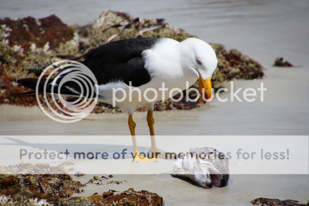 IMAGE: http://i890.photobucket.com/albums/ac109/newmanandy/IMG_0202-1_zps0343bd90.jpg~original