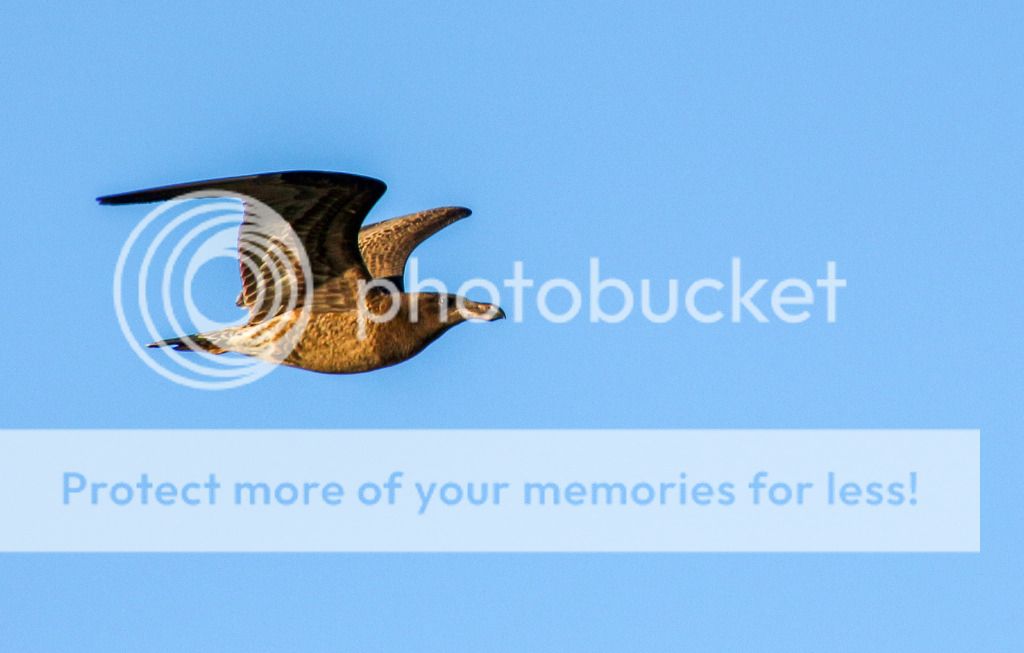 IMAGE: http://i890.photobucket.com/albums/ac109/newmanandy/IMG_0768-3_zpspdieq7jl.jpg~original