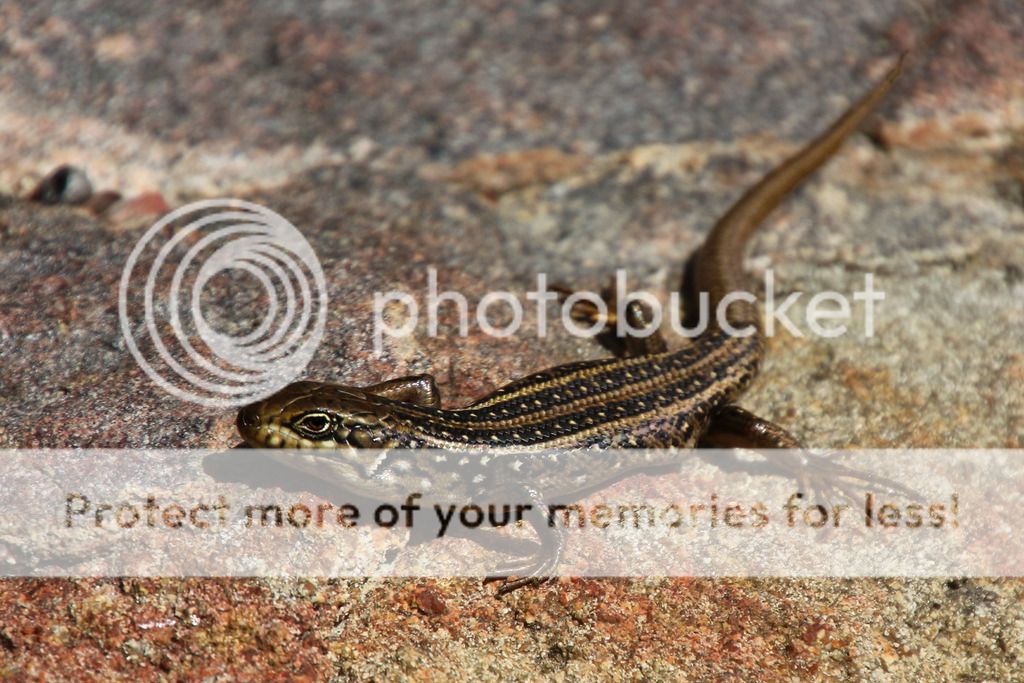 IMAGE: http://i890.photobucket.com/albums/ac109/newmanandy/IMG_0925-2_zpsqo0v9axs.jpg~original