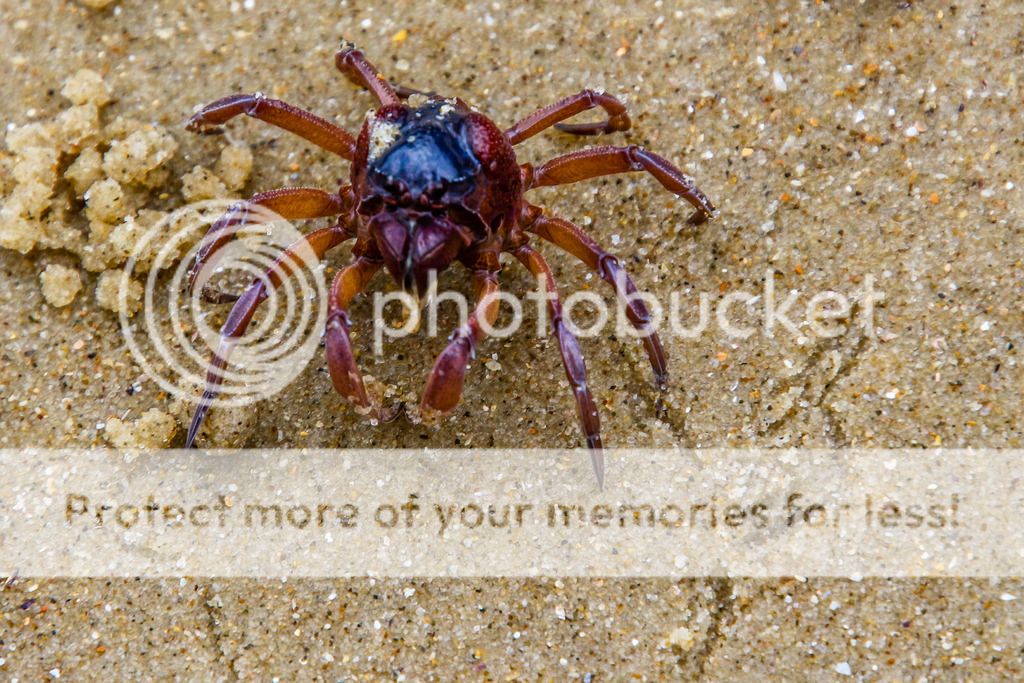 IMAGE: http://i890.photobucket.com/albums/ac109/newmanandy/IMG_1007-2_zpsfc5ud9eh.jpg~original