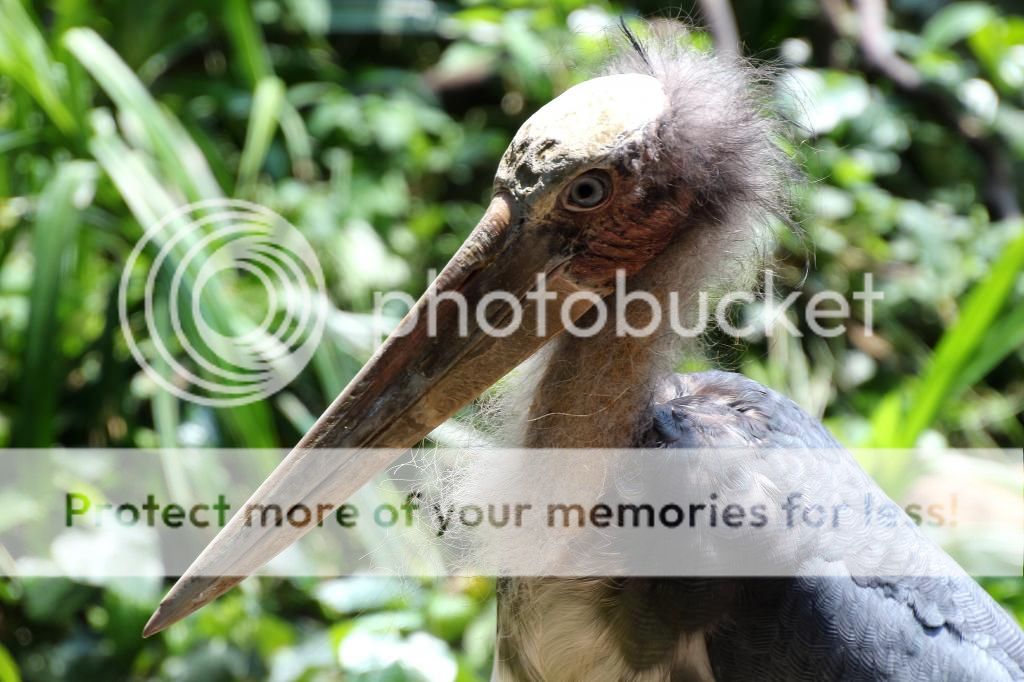 IMAGE: http://i890.photobucket.com/albums/ac109/newmanandy/IMG_6522_zpsded0590e.jpg~original