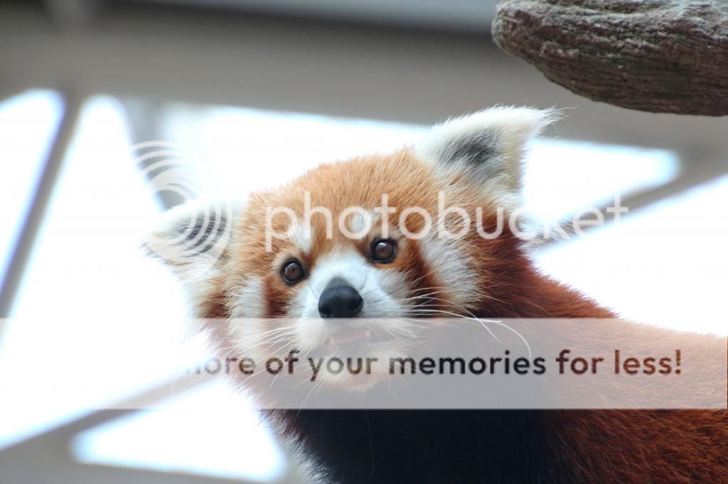 IMAGE: http://i890.photobucket.com/albums/ac109/newmanandy/IMG_6532-1_zps720da627.jpg~original