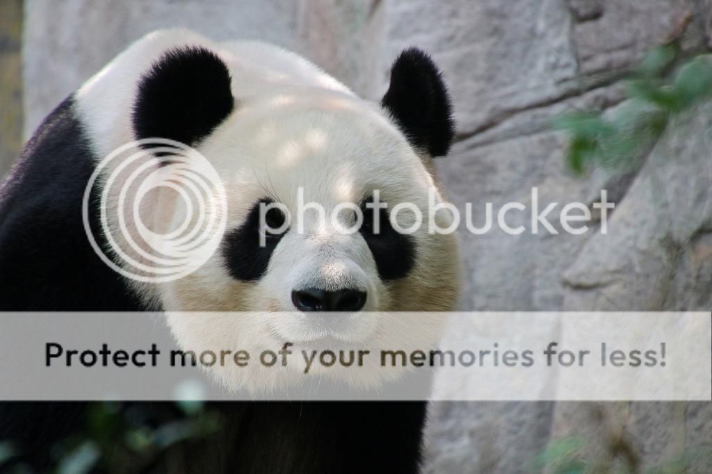 IMAGE: http://i890.photobucket.com/albums/ac109/newmanandy/IMG_6545-1_zpsc9c076af.jpg~original