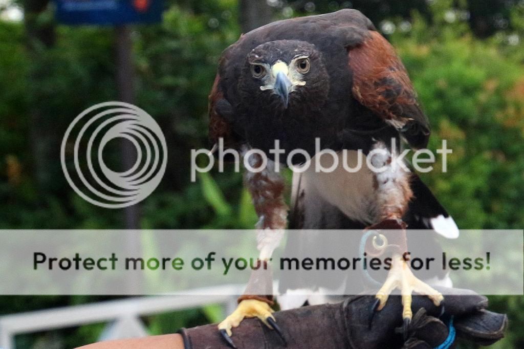 IMAGE: http://i890.photobucket.com/albums/ac109/newmanandy/IMG_6613-1_zpseb3aafba.jpg~original