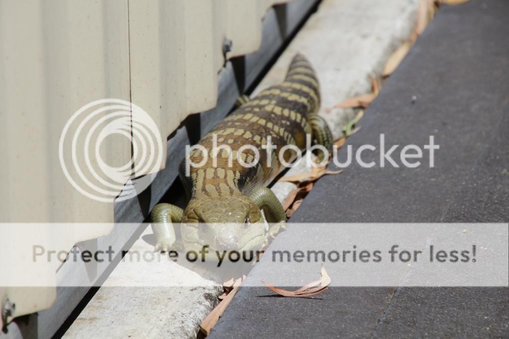 IMAGE: http://i890.photobucket.com/albums/ac109/newmanandy/IMG_8677_zps22c0d850.jpg~original