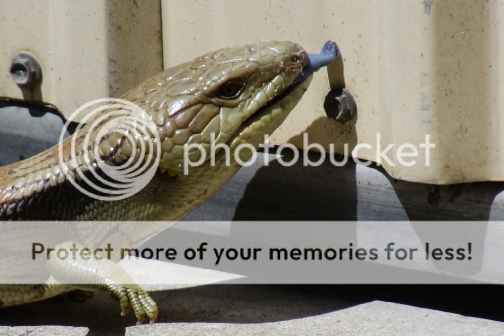 IMAGE: http://i890.photobucket.com/albums/ac109/newmanandy/IMG_8705-1_zps95e7cd9f.jpg~original