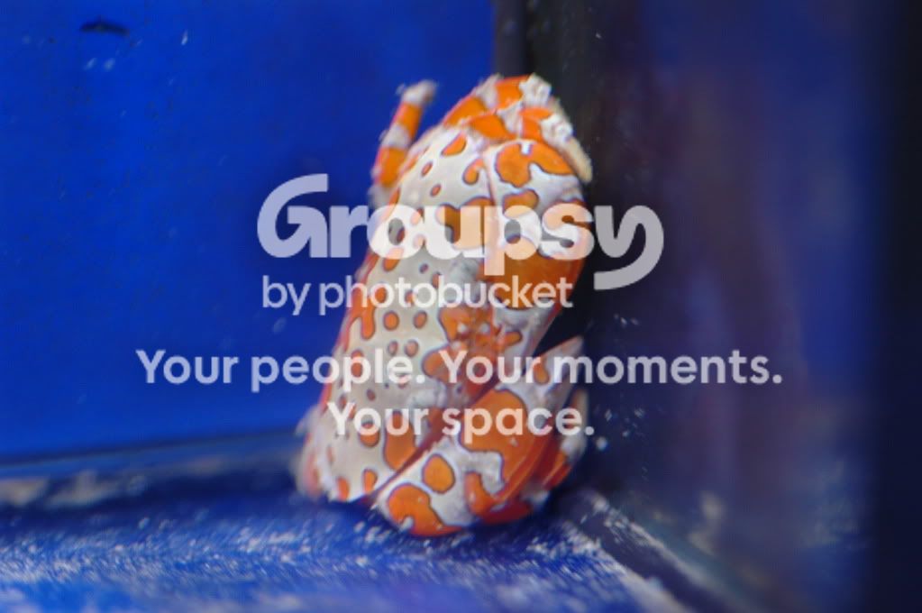 [TodoMarino.com] Coral, Coral, Coral...CORAL REEF - MICRO llegada -