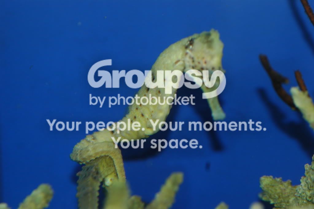 [TodoMarino.com] Coral, Coral, Coral...CORAL REEF - MICRO llegada -