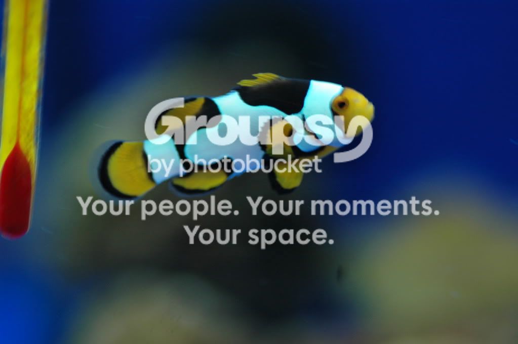 [TodoMarino.com] Coral, Coral, Coral...CORAL REEF - MICRO llegada -