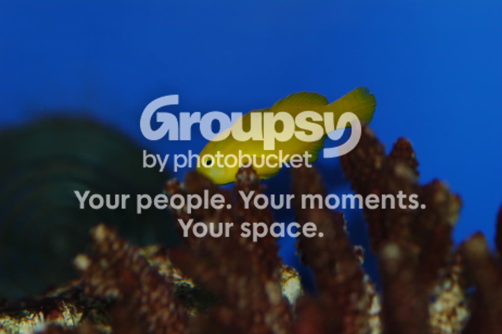 [TodoMarino.com] Coral, Coral, Coral...CORAL REEF - MICRO llegada -