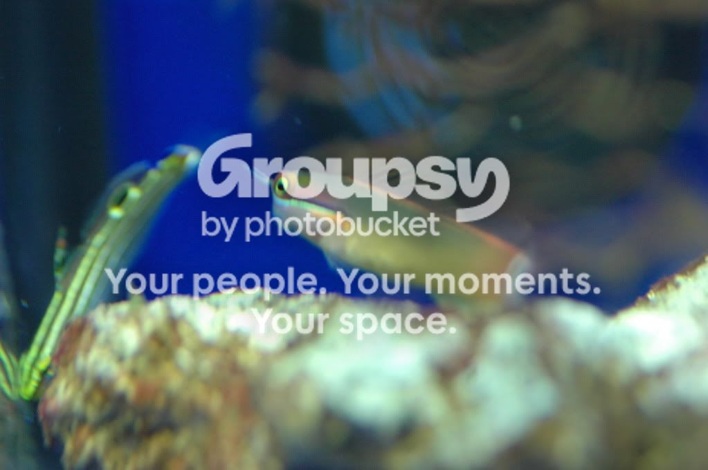 [TodoMarino.com] Coral, Coral, Coral...CORAL REEF - MICRO llegada -