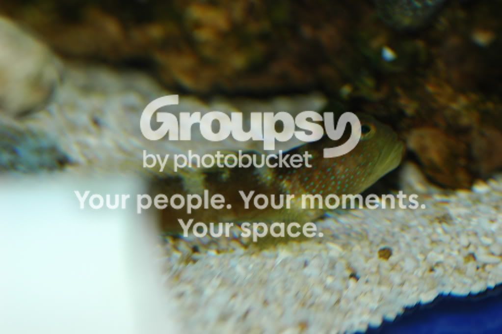 [TodoMarino.com] Coral, Coral, Coral...CORAL REEF - MICRO llegada -
