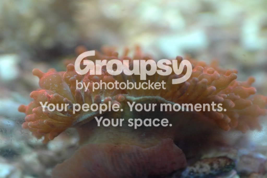 [TodoMarino.com] Coral, Coral, Coral...CORAL REEF - MICRO llegada -