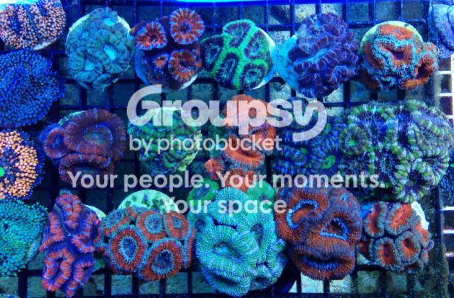 [TodoMarino.com] Coral, Coral, Coral....CORAL REEF - Más Stock disponible !! -