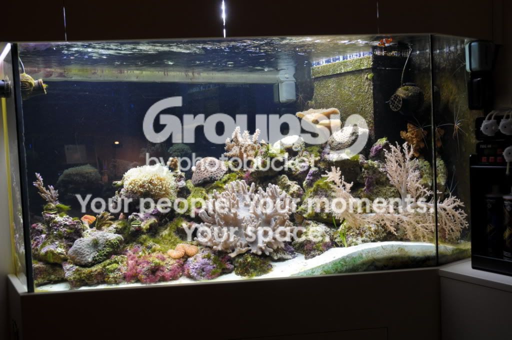 [TodoMarino.com] Nuevas pantallas de LED de CORAL REEF ya disponibles !