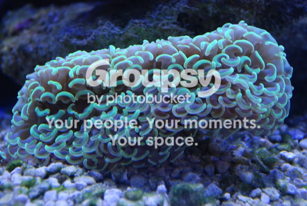 [TodoMarino.com] Coral, Coral, Coral...CORAL REEF - Llegada casi disponible -