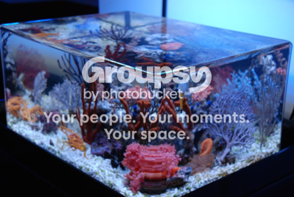 [TodoMarino.com] Coral, Coral, Coral...CORAL REEF - Llegada casi disponible -
