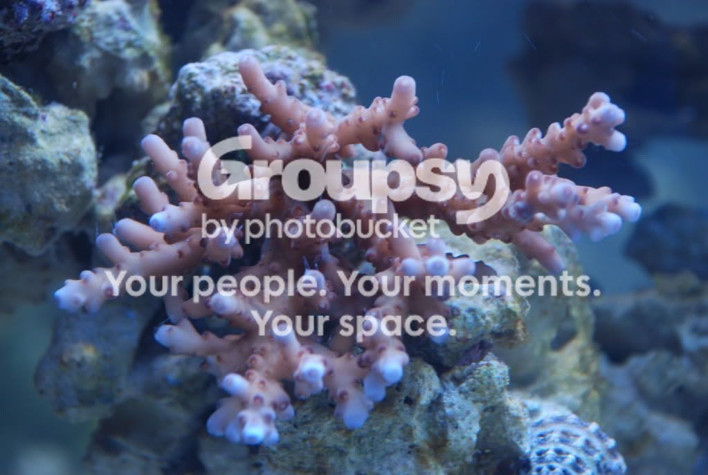 [TodoMarino.com] Coral, Coral, Coral...CORAL REEF - Llegada casi disponible -