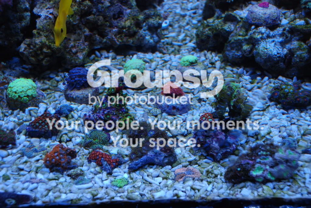 [TodoMarino.com] Coral, Coral, Coral...CORAL REEF - Llegada casi disponible -
