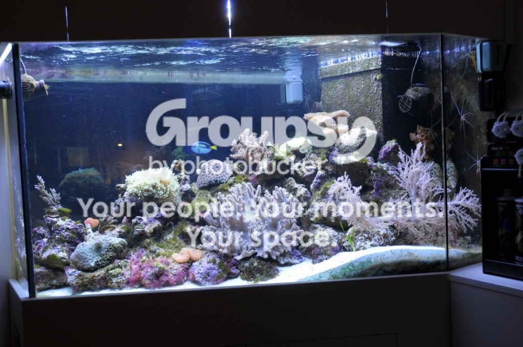 [TodoMarino.com] Nuevas pantallas de LED de CORAL REEF ya disponibles !