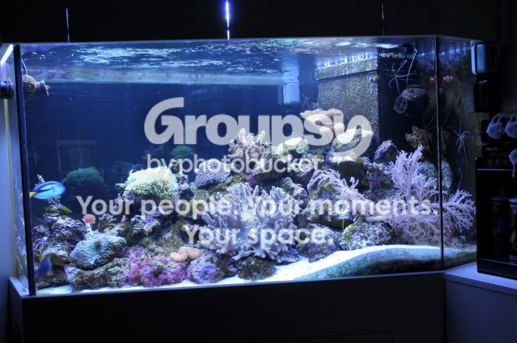 [TodoMarino.com] Nuevas pantallas de LED de CORAL REEF ya disponibles !