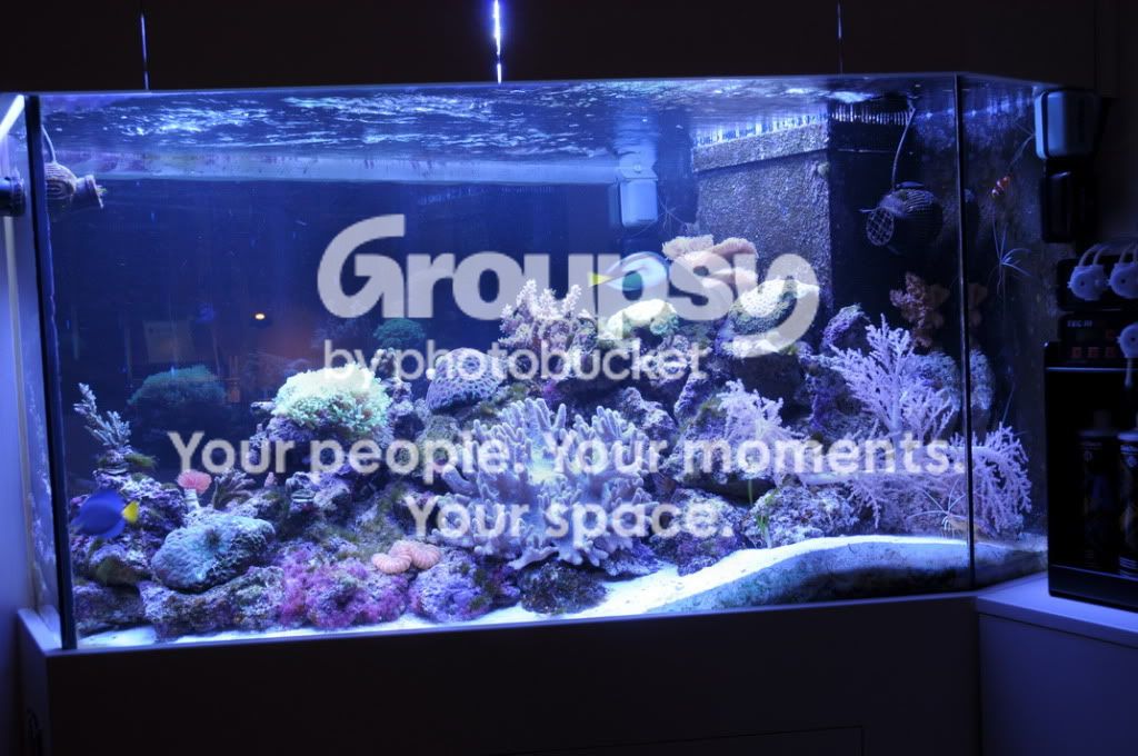 [TodoMarino.com] Nuevas pantallas de LED de CORAL REEF ya disponibles !