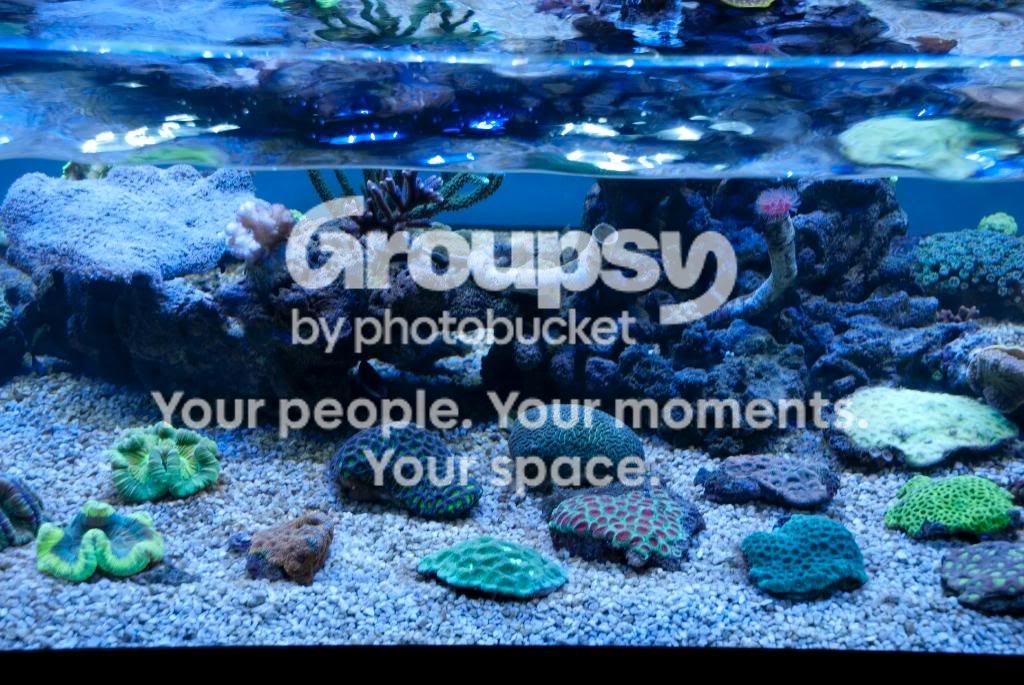 [TodoMarino.com] Coral, Coral, Coral...CORAL REEF BARCELONA - Nueva llegada -
