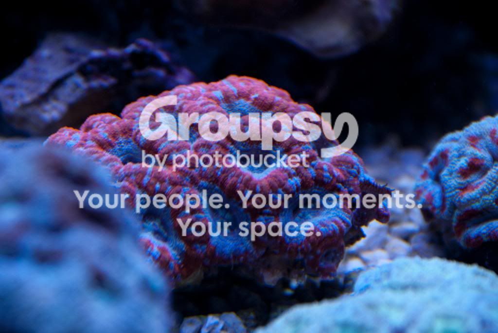 [TodoMarino.com] Coral, Coral, Coral...CORAL REEF BARCELONA - Nueva llegada -