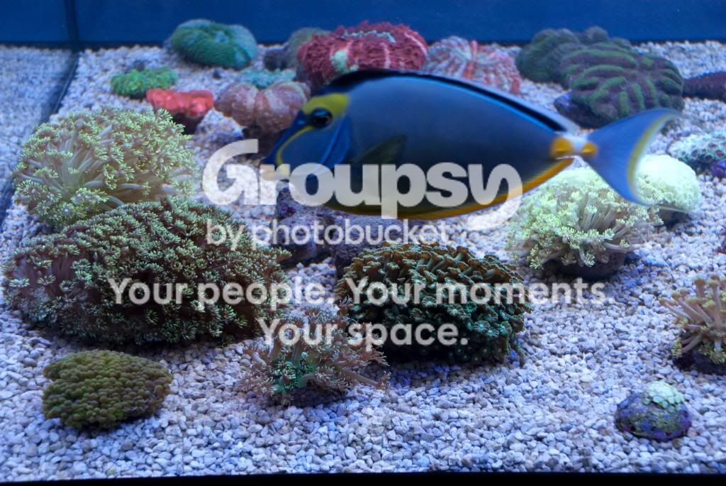 [TodoMarino.com] Coral, Coral, Coral...CORAL REEF BARCELONA - Nueva llegada -