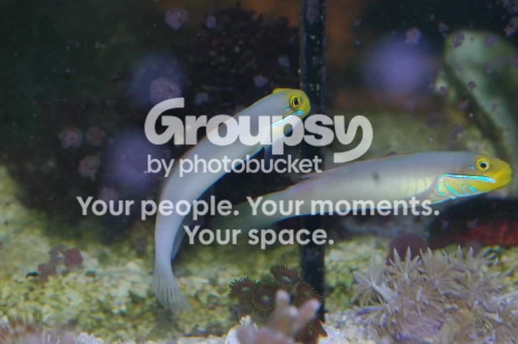 [TodoMarino.com] Coral, Coral, Coral....CORAL REEF - Actualizamossss -