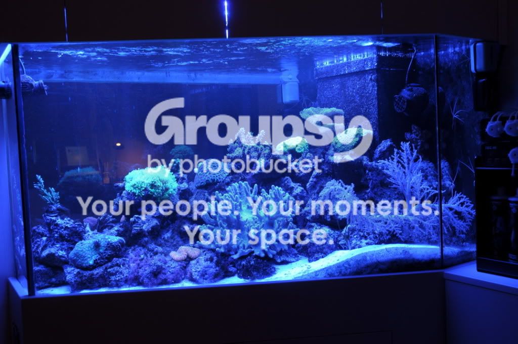 [TodoMarino.com] Nuevas pantallas de LED de CORAL REEF ya disponibles !