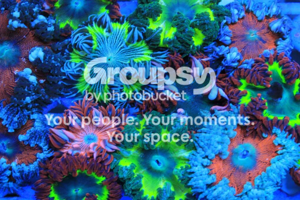 [TodoMarino.com] Color, color, color....en CORAL REEF !!!