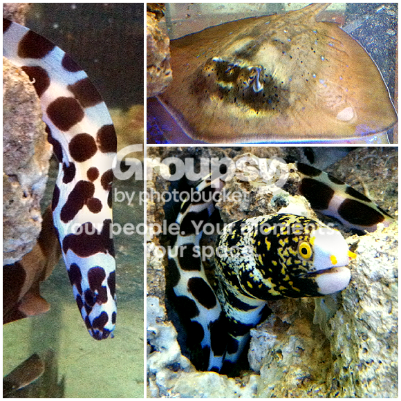 [TodoMarino.com] Color, color, color....en CORAL REEF !!!