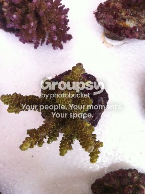[TodoMarino.com] Coral, Coral, Coral....CORAL REEF !! ACROPORAS !!!