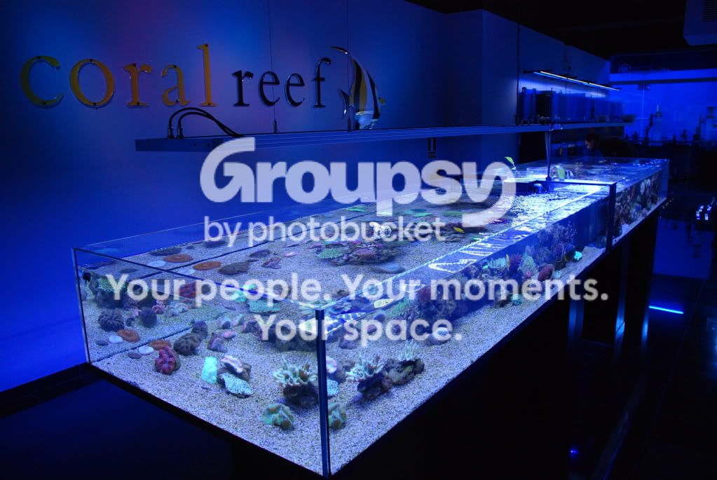 [TodoMarino.com] Coral, Coral, Coral...CORAL REEF BARCELONA - Nueva llegada -