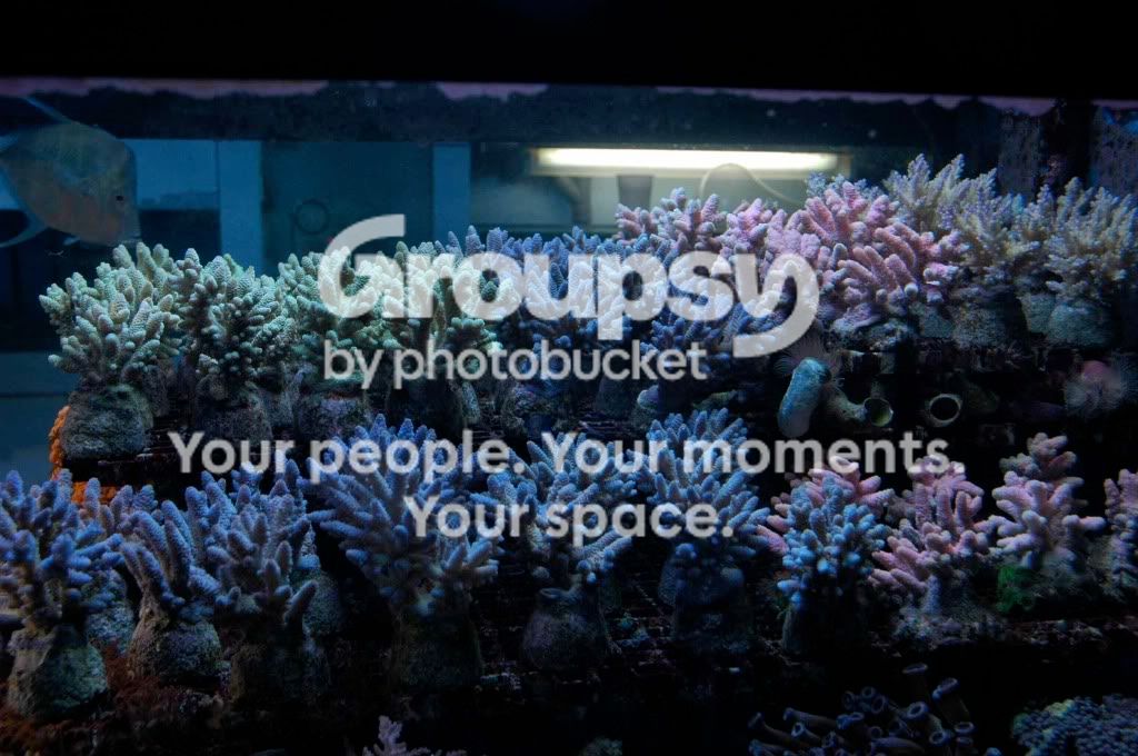 [TodoMarino.com] Coral, Coral...coral Reef - Impresionante Llegada -