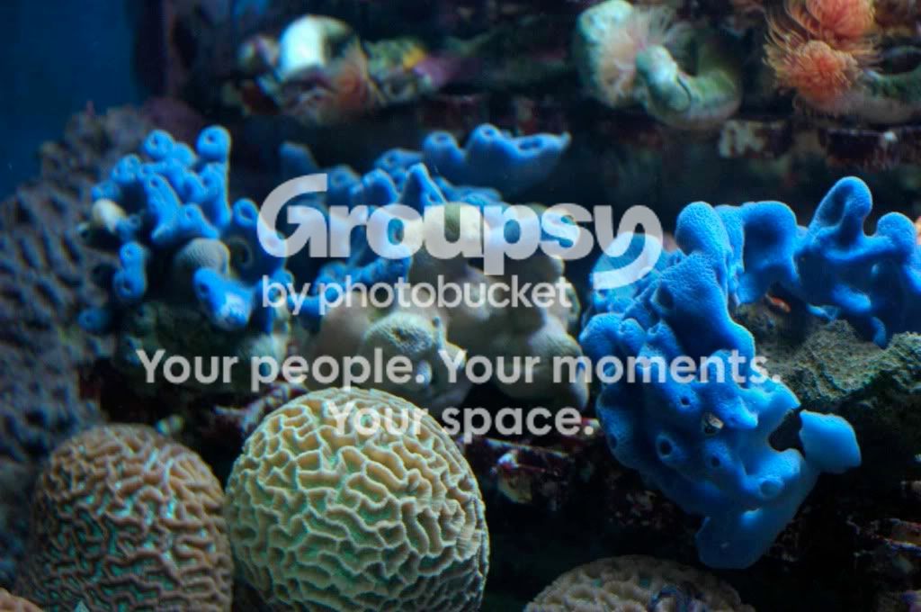 [TodoMarino.com] Coral, Coral...coral Reef - Impresionante Llegada -