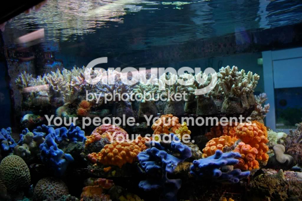 [TodoMarino.com] Coral, Coral...coral Reef - Impresionante Llegada -