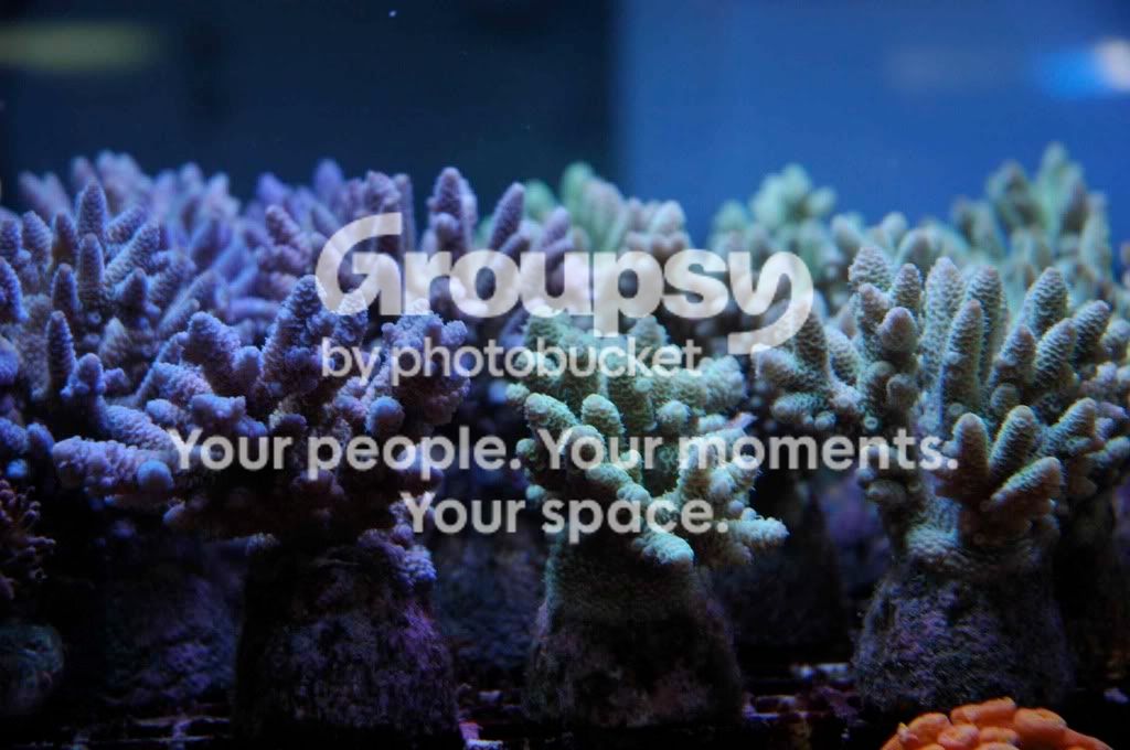[TodoMarino.com] Coral, Coral...coral Reef - Impresionante Llegada -