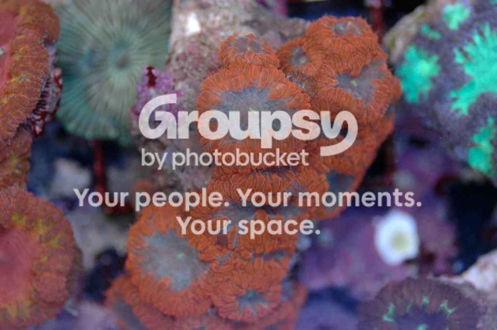 [TodoMarino.com] Coral, Coral...coral Reef - Impresionante Llegada -