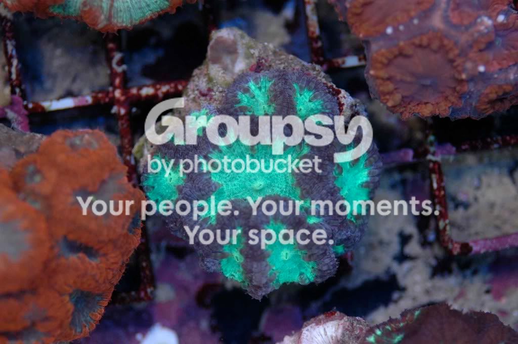 [TodoMarino.com] Coral, Coral...coral Reef - Impresionante Llegada -