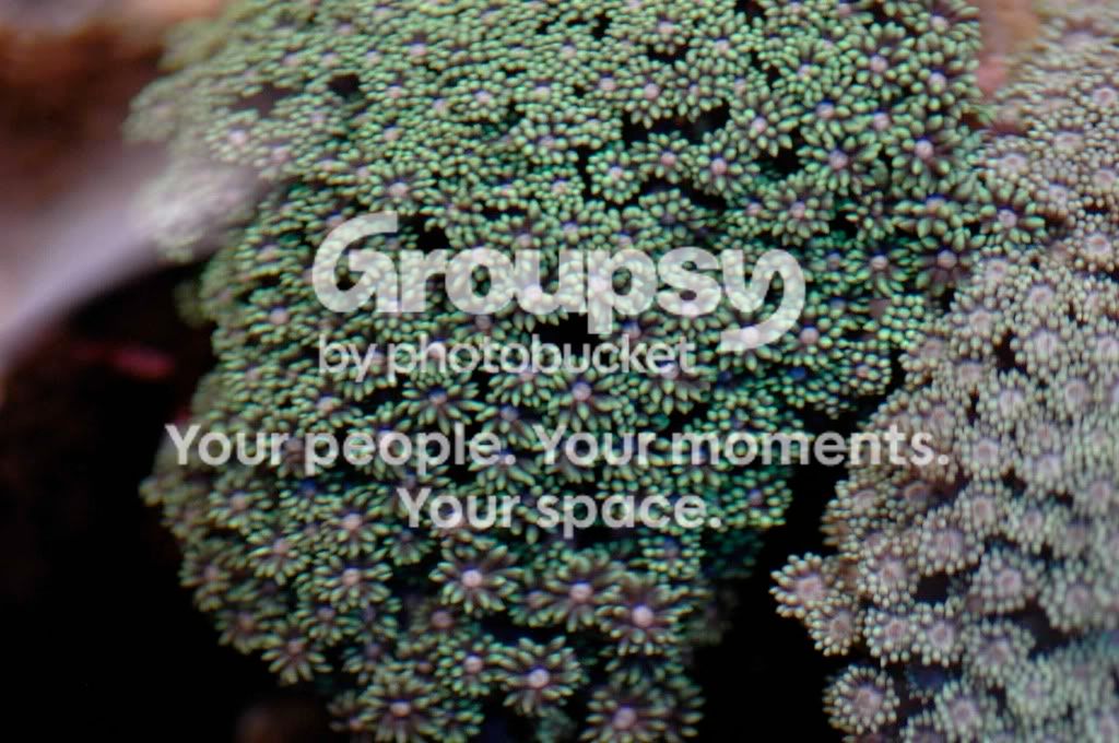 [TodoMarino.com] Coral, Coral...coral Reef - Impresionante Llegada -