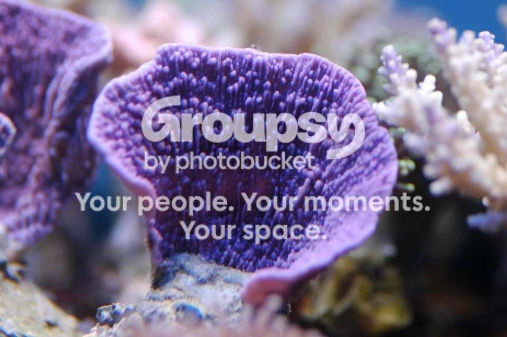 [TodoMarino.com] Coral, Coral...coral Reef - Impresionante Llegada -