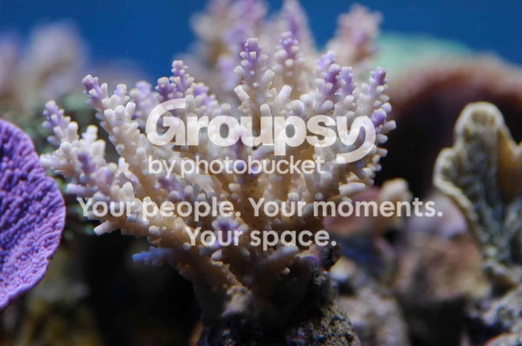 [TodoMarino.com] Coral, Coral...coral Reef - Impresionante Llegada -